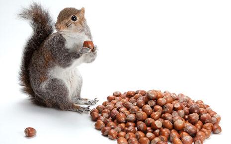 KUVA iStock