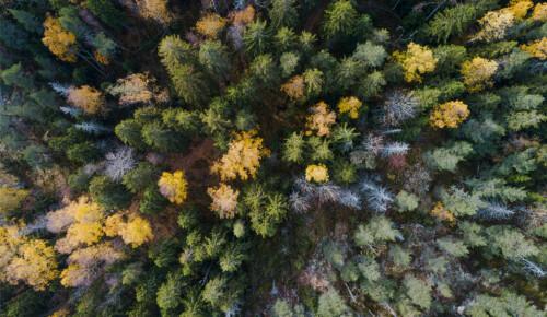 Metsätalouden pääomatulon verotus ja vähennykset